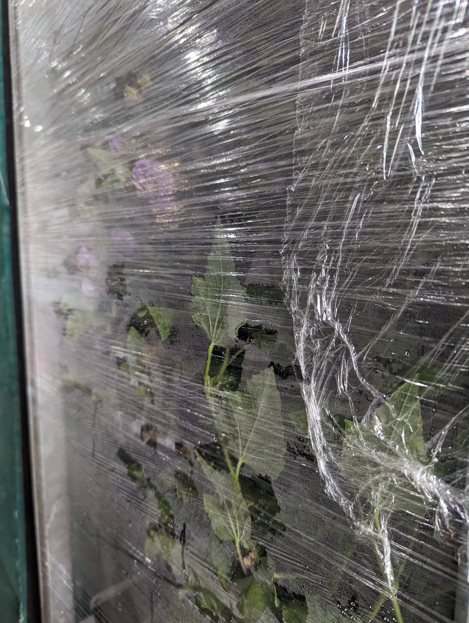 Plants under precision-perforated breathable film with visible condensation